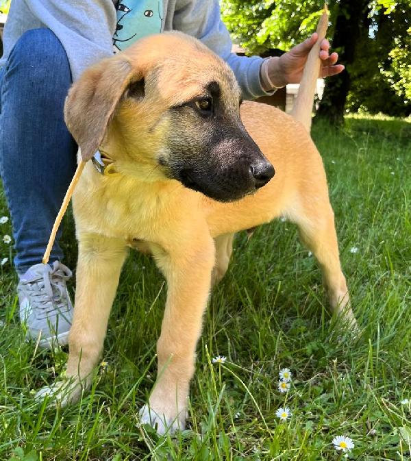 TOM BELLISSIMO CUCCIOLO Foto 3